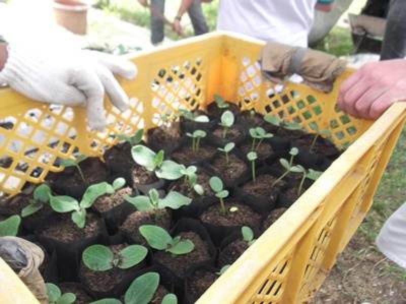 Curso de Horticultor Orgânico