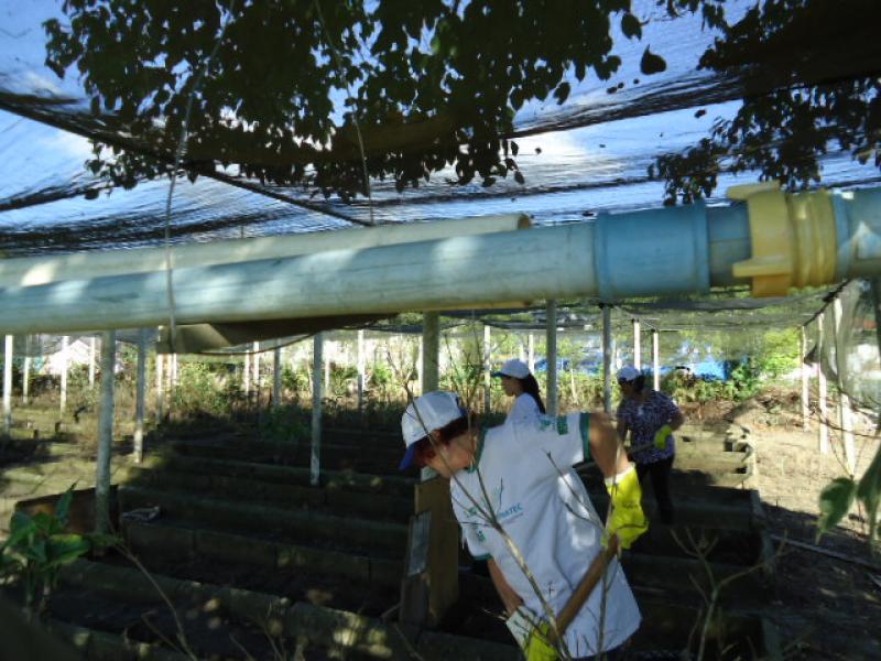 Jardinagem e Viveirista — foto 6